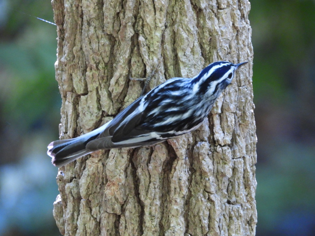 Black-and-white Warbler - ML618156285