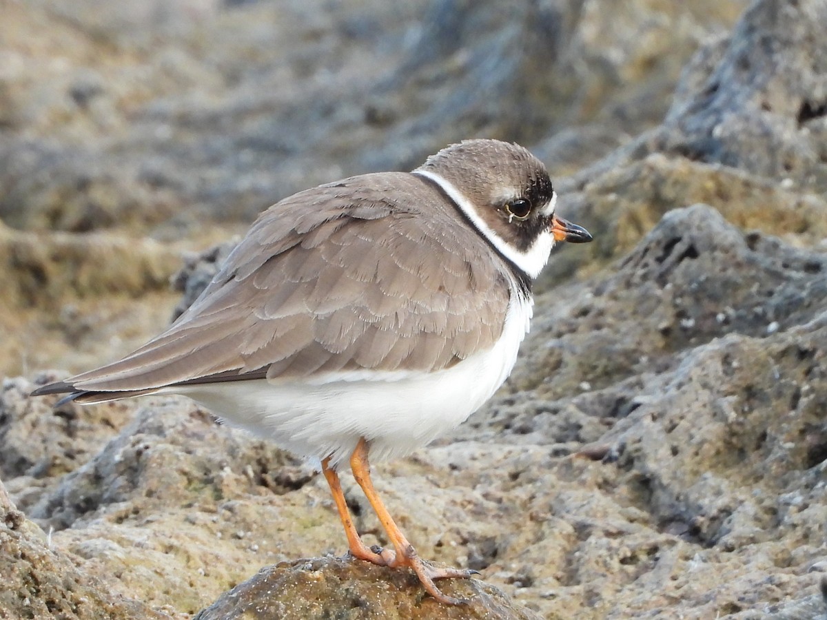 Semipalmated Plover - ML618156321