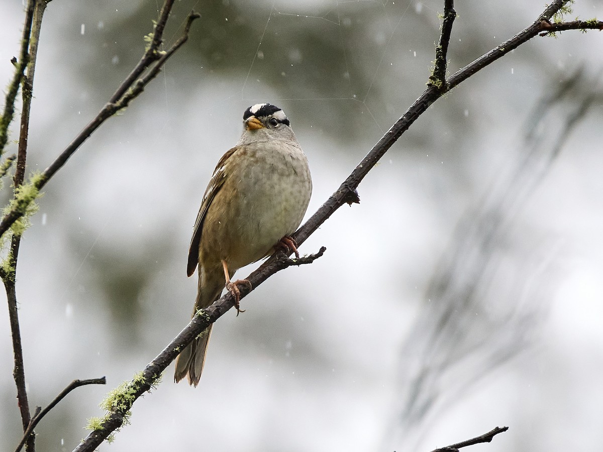 White-crowned Sparrow - ML618156336