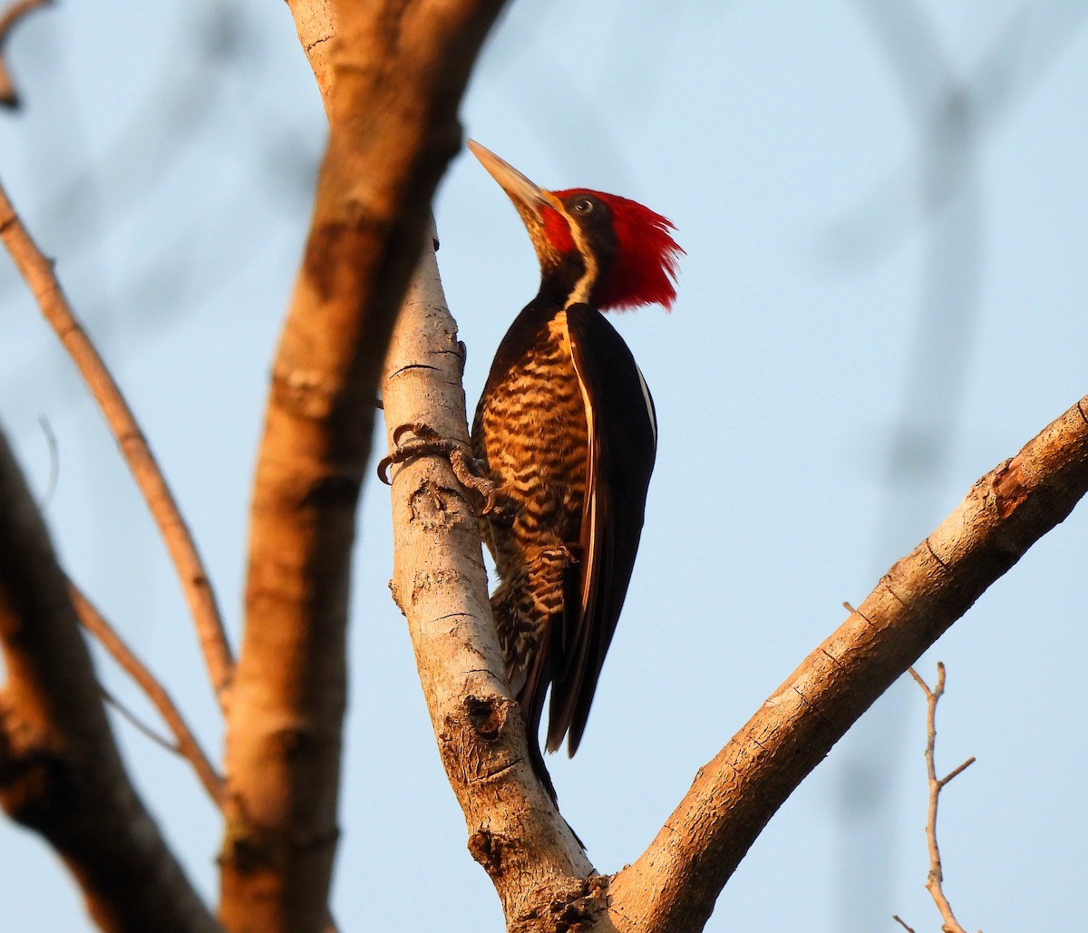 Lineated Woodpecker - ML618156357