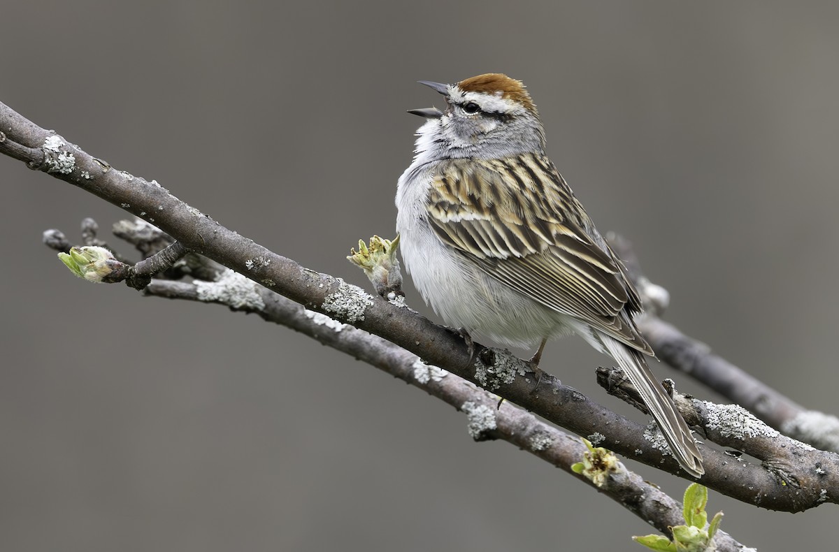 Chipping Sparrow - ML618156358