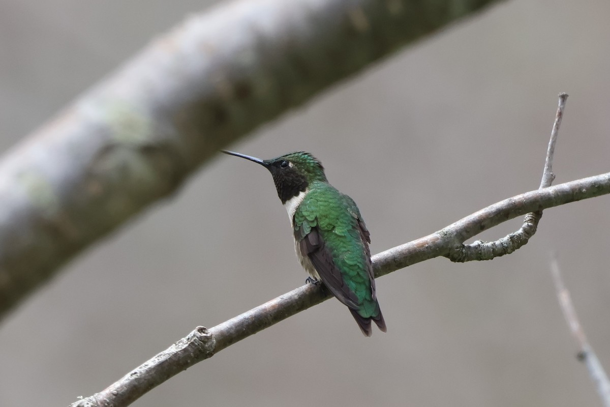 Ruby-throated Hummingbird - ML618156406