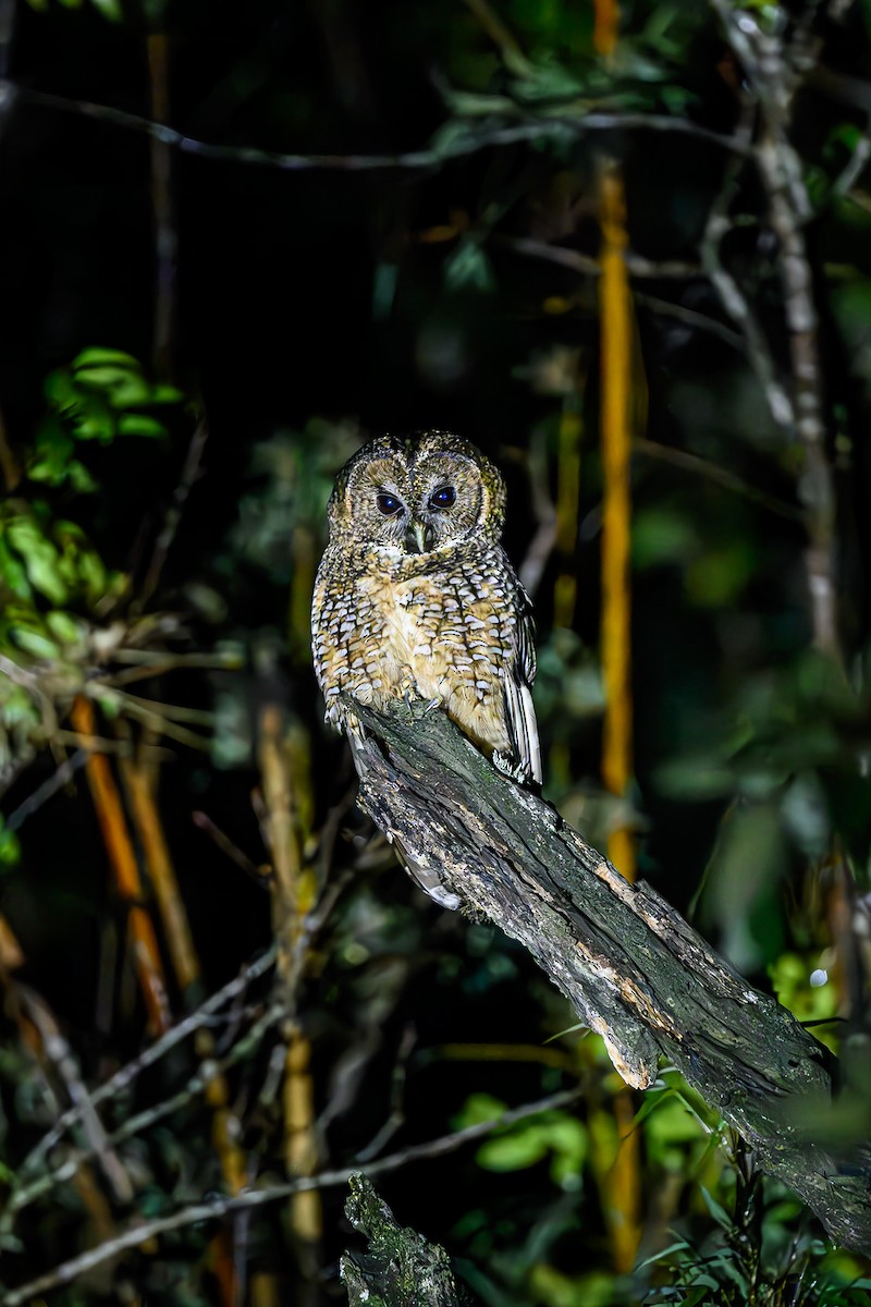 Himalayan Owl - ML618156440