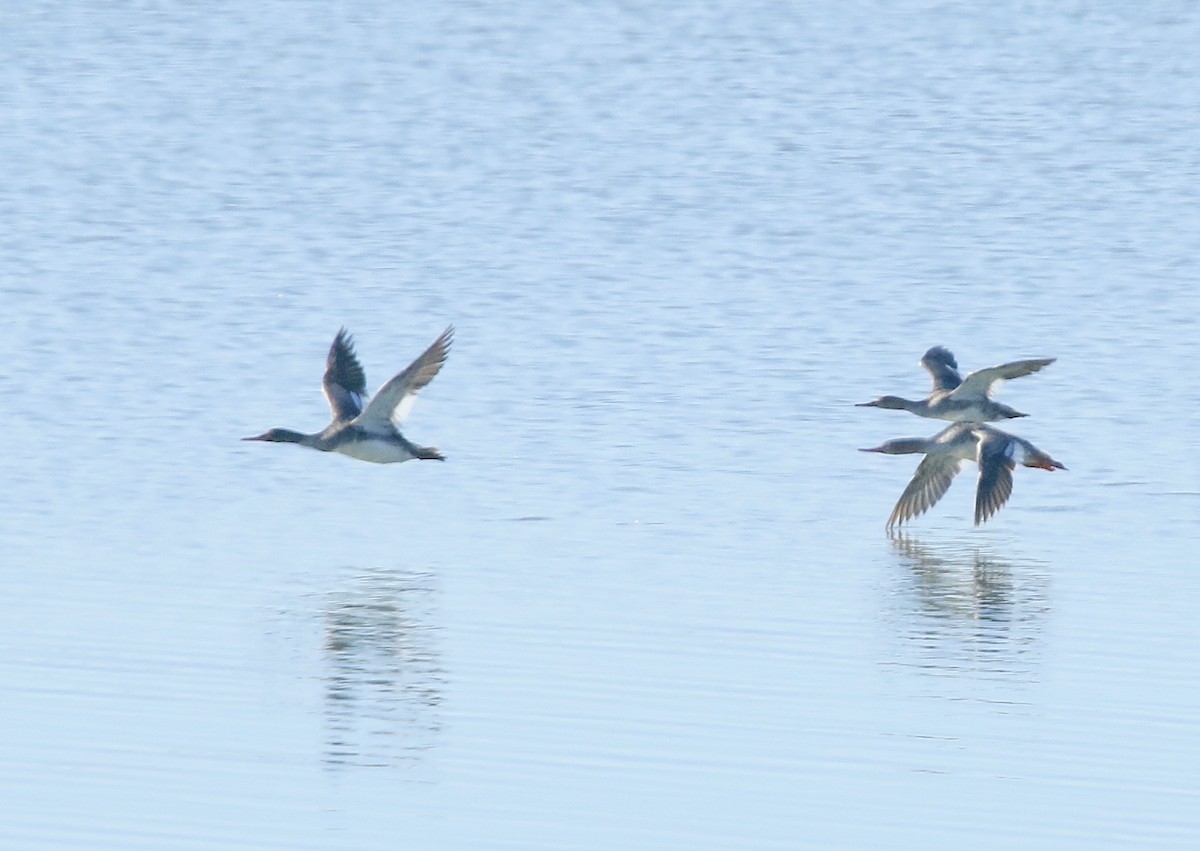 eBird Checklist - 29 Apr 2024 - Longview Lake - 72 species