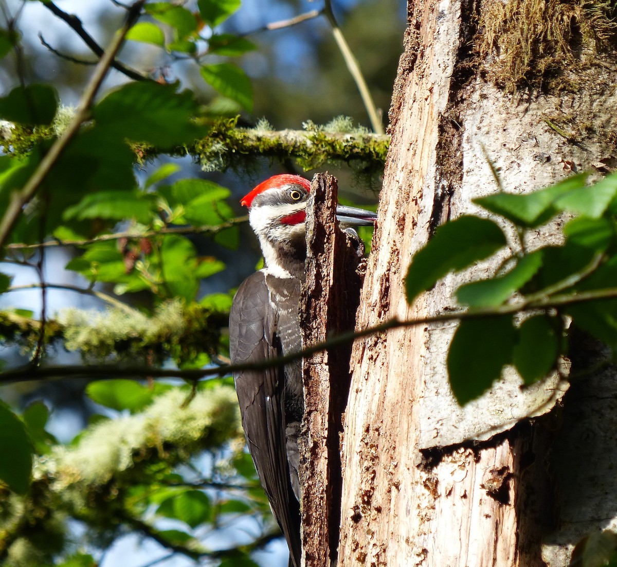 Pileated Woodpecker - ML618156581