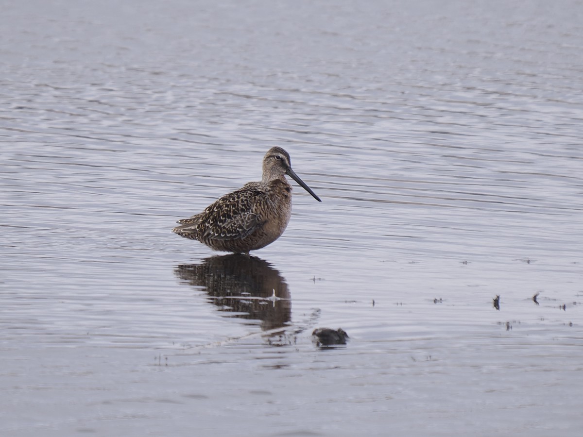 Long-billed Dowitcher - ML618156583