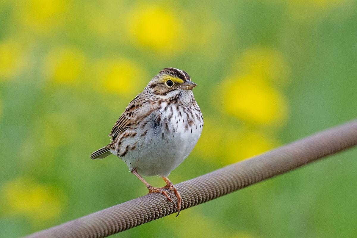Savannah Sparrow - ML618156601