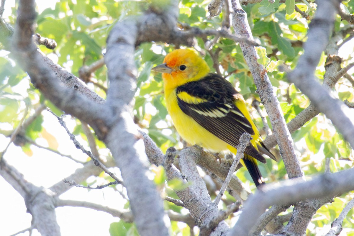 Western Tanager - ML618156624