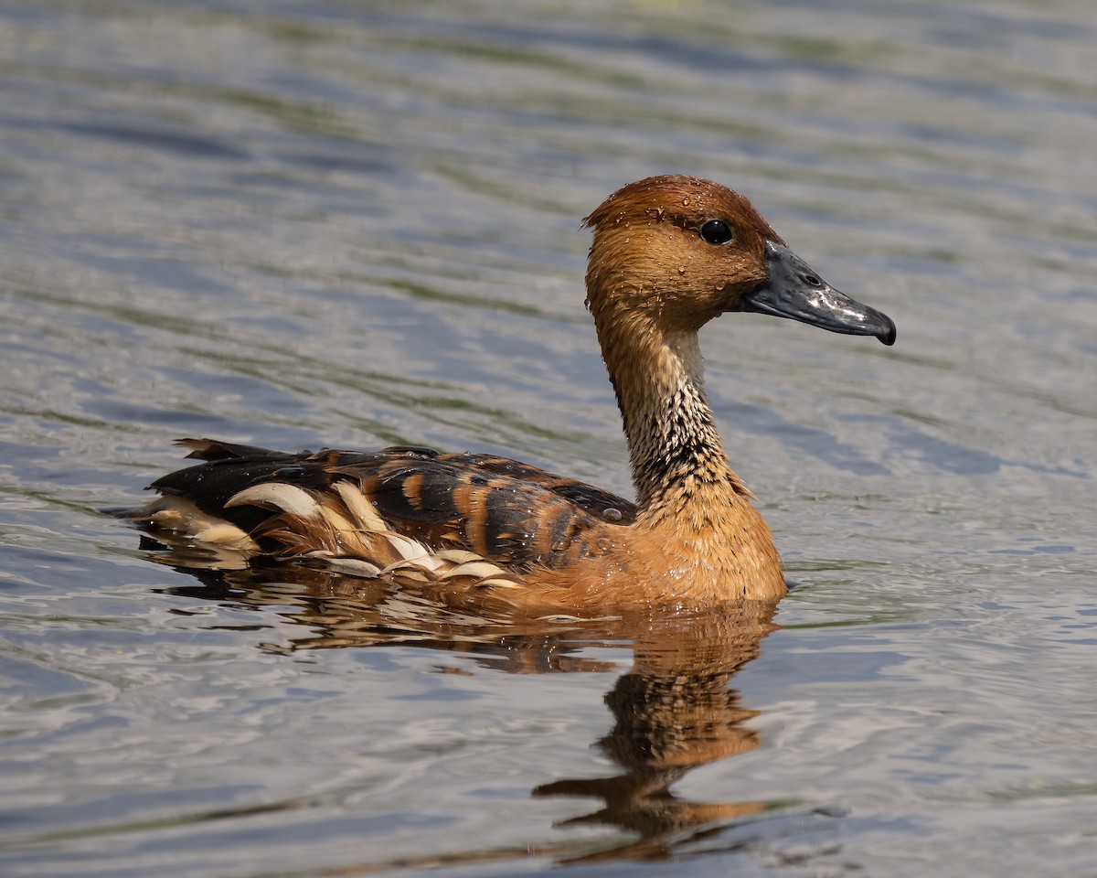 Fulvous Whistling-Duck - ML618156632