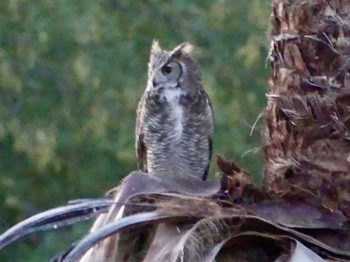 Great Horned Owl - ML618156693