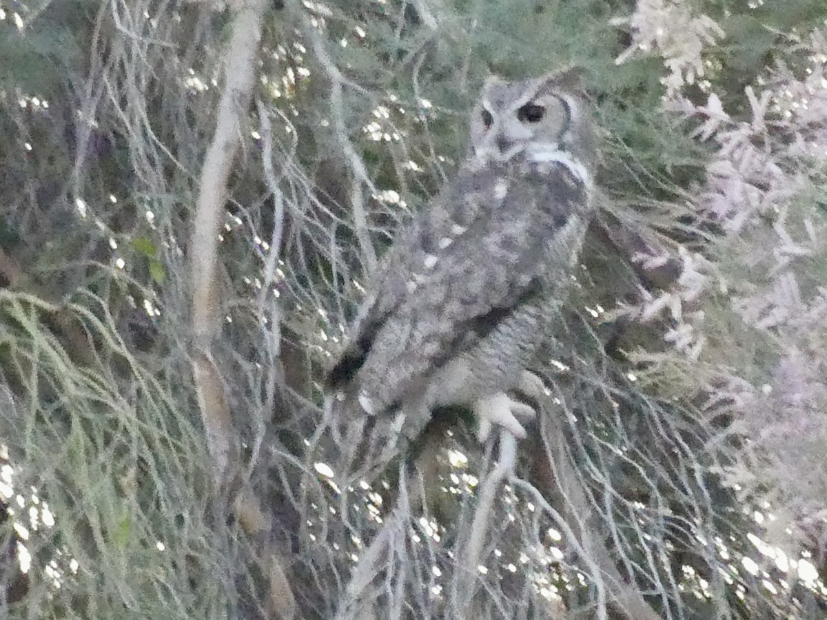 Great Horned Owl - ML618156694