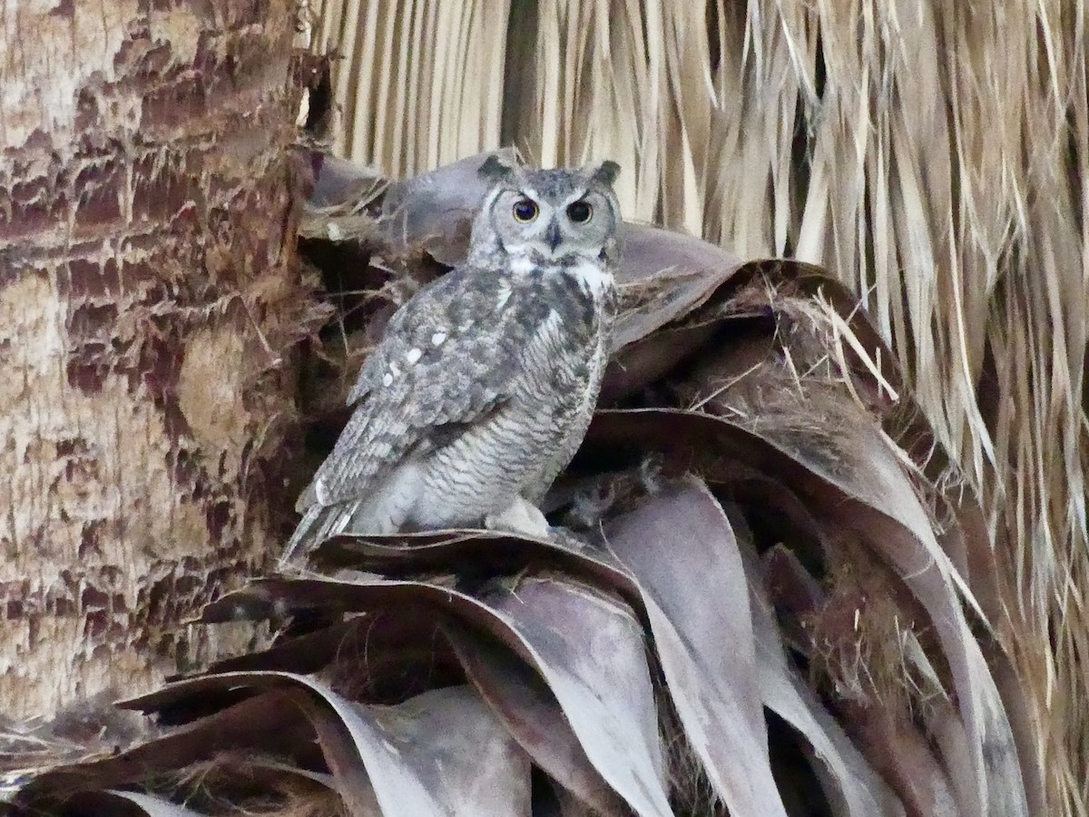 Great Horned Owl - ML618156695
