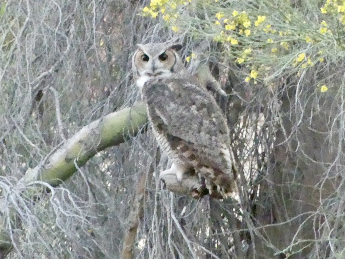Great Horned Owl - ML618156696