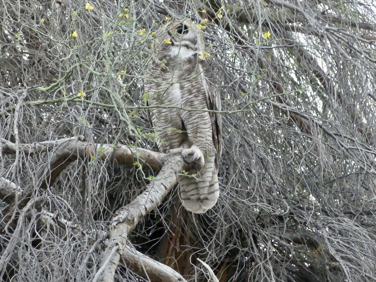 Great Horned Owl - Dennis Wolter