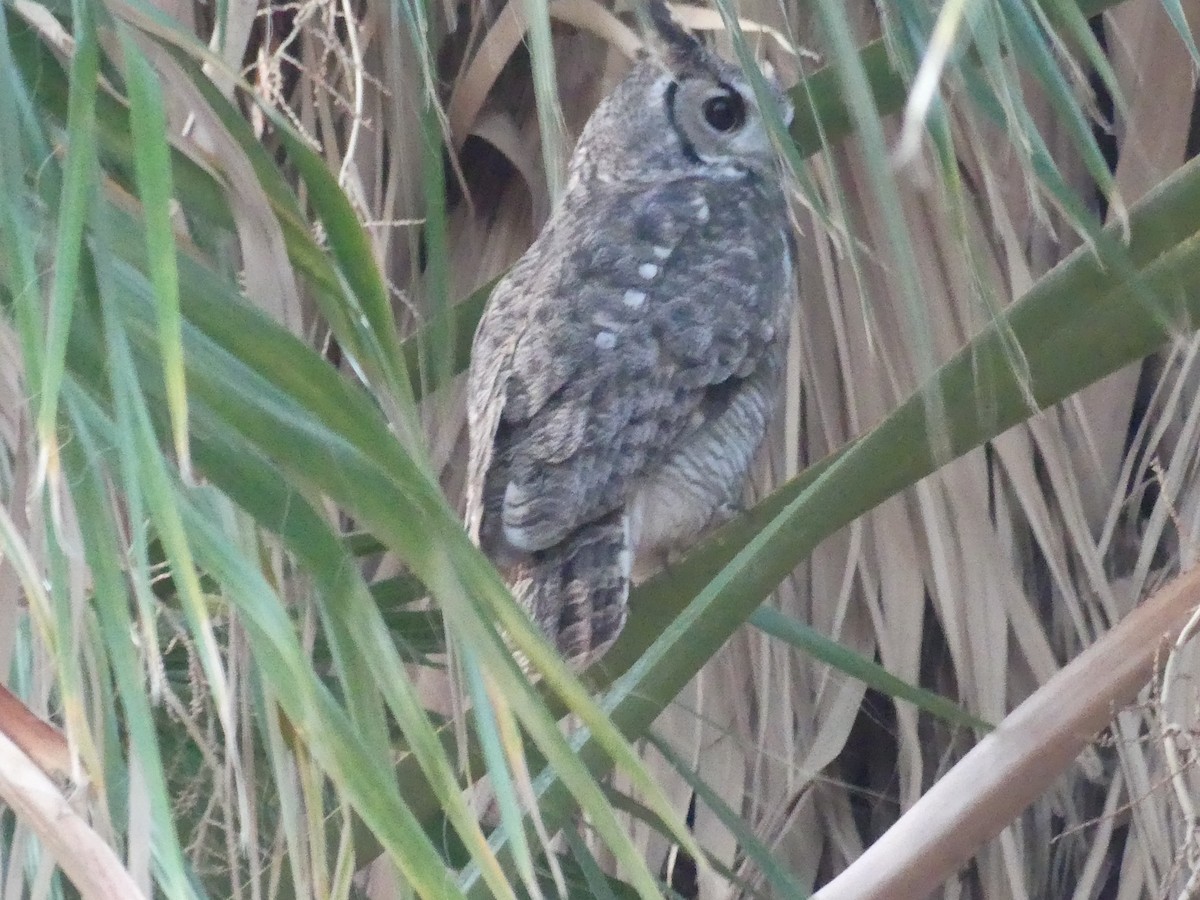 Great Horned Owl - ML618156701