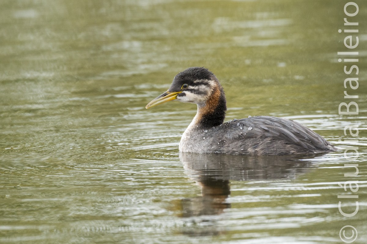 Red-necked Grebe - ML61815671