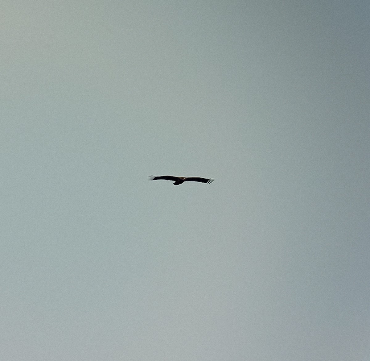 White-tailed Eagle - ML618156717