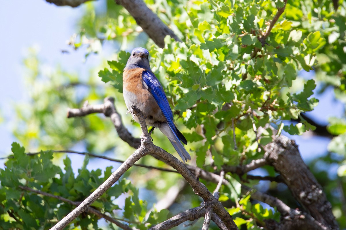 Western Bluebird - kasey foley