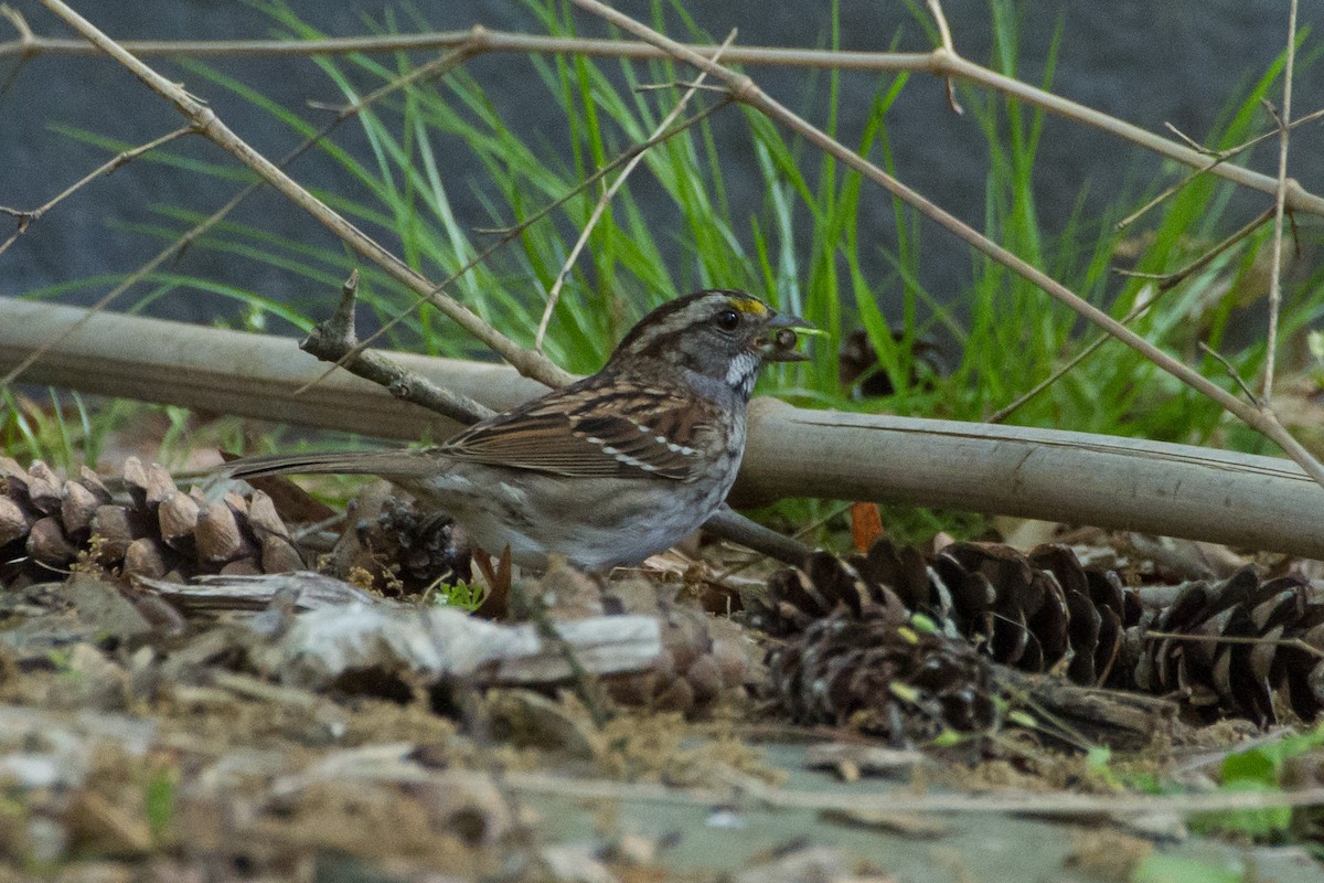 White-throated Sparrow - ML618156733