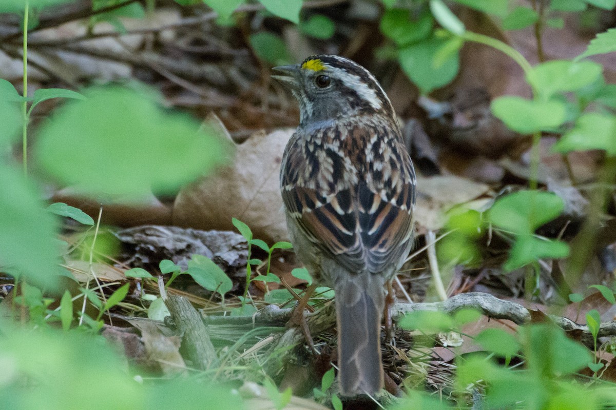 White-throated Sparrow - ML618156736