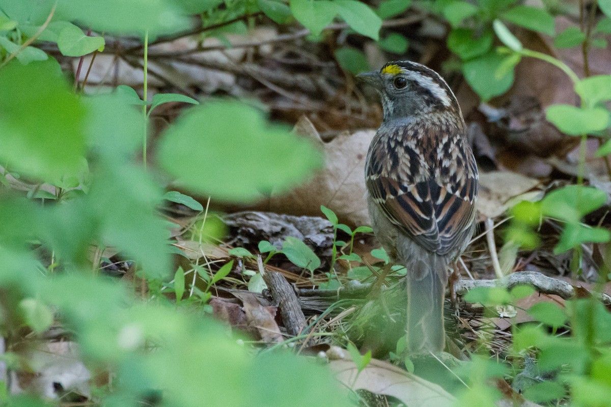 White-throated Sparrow - ML618156738