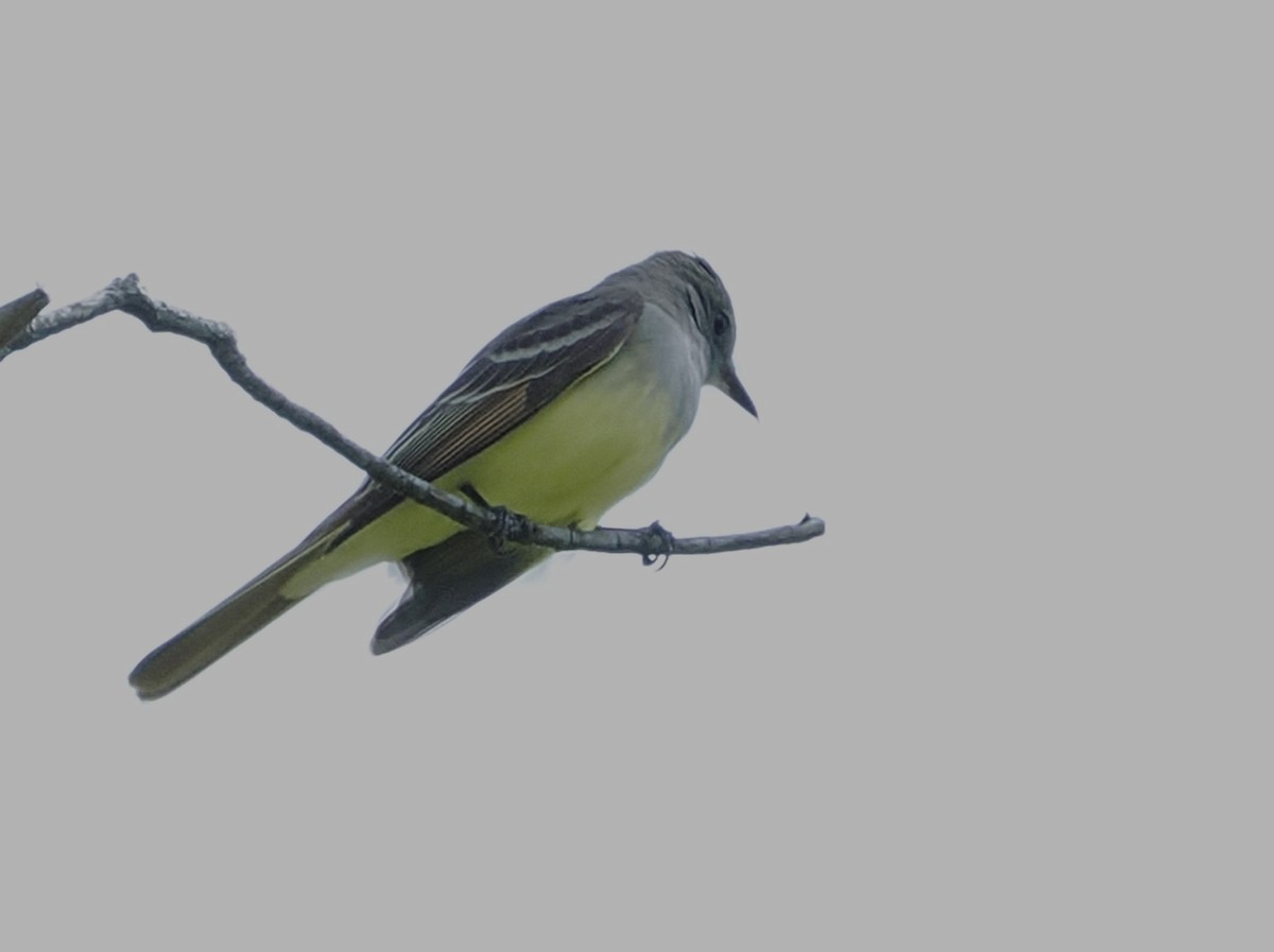Great Crested Flycatcher - ML618156750