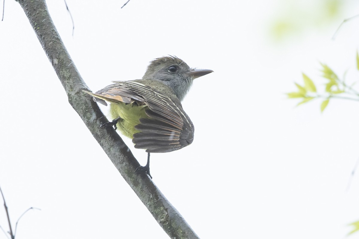 Great Crested Flycatcher - ML618156759