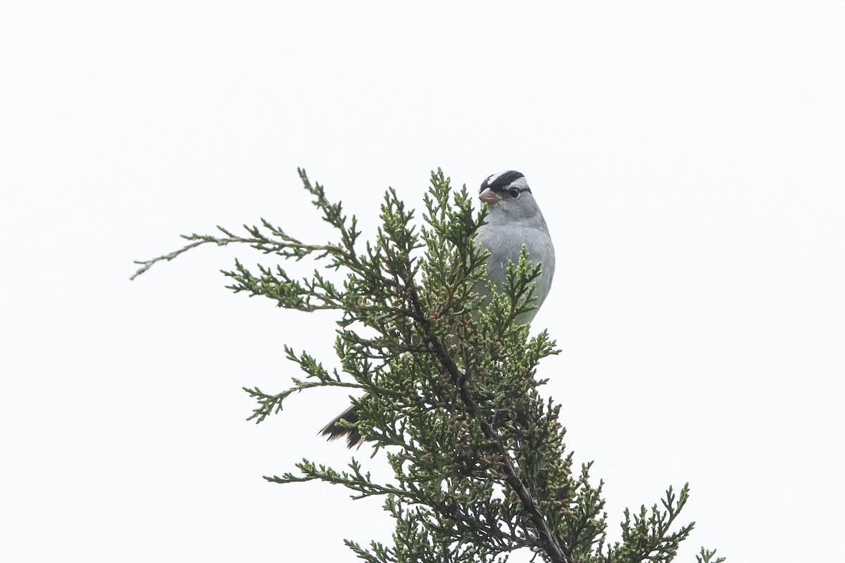White-crowned Sparrow - ML618156808