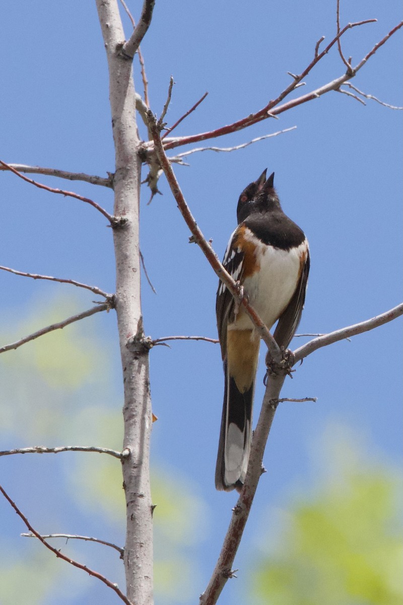 Spotted Towhee - ML618156814