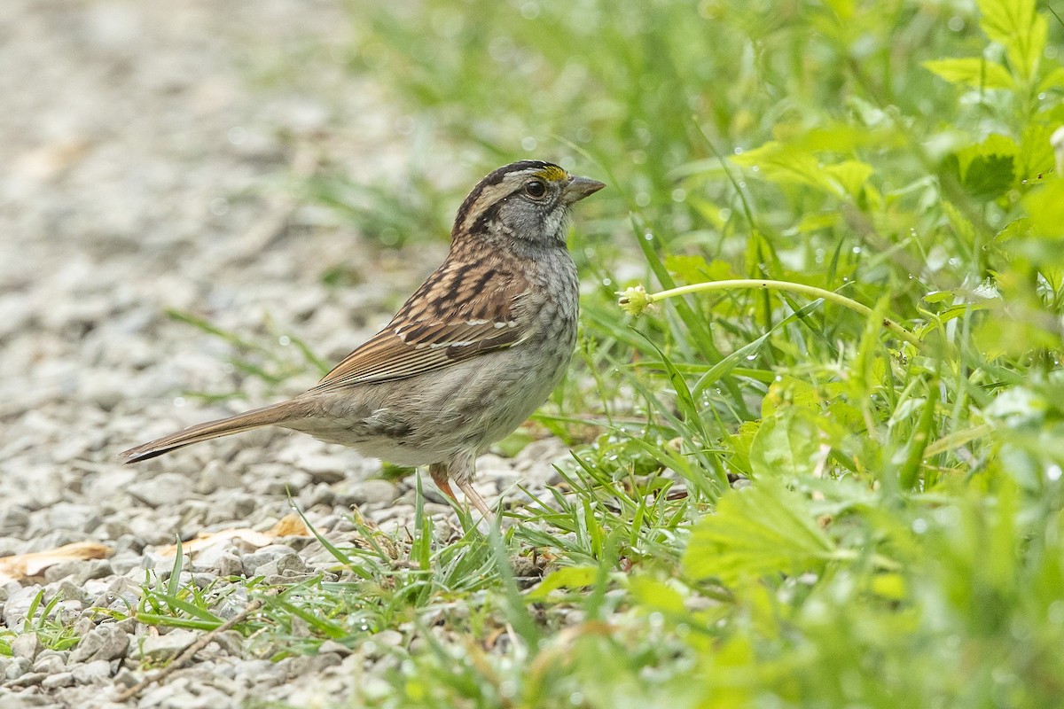 White-throated Sparrow - ML618156816