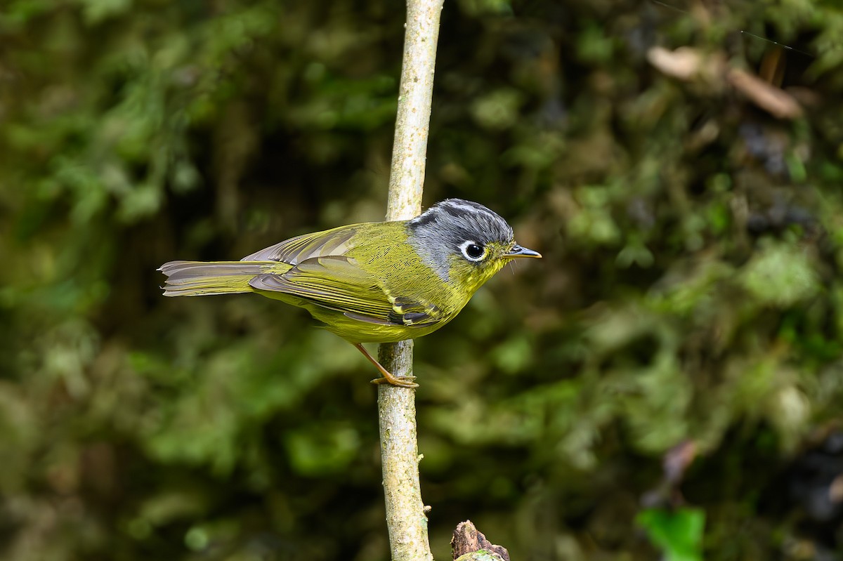 White-spectacled Warbler - ML618156826
