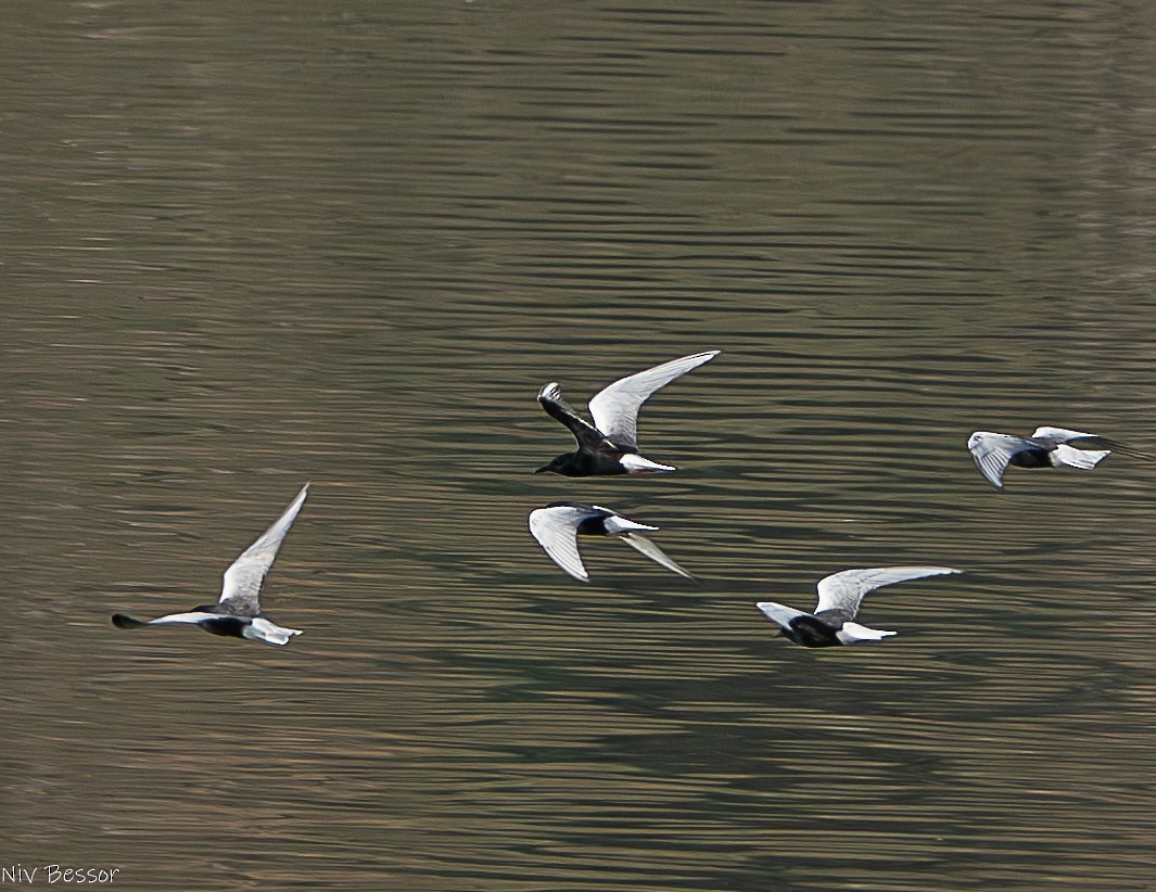White-winged Tern - ML618156837