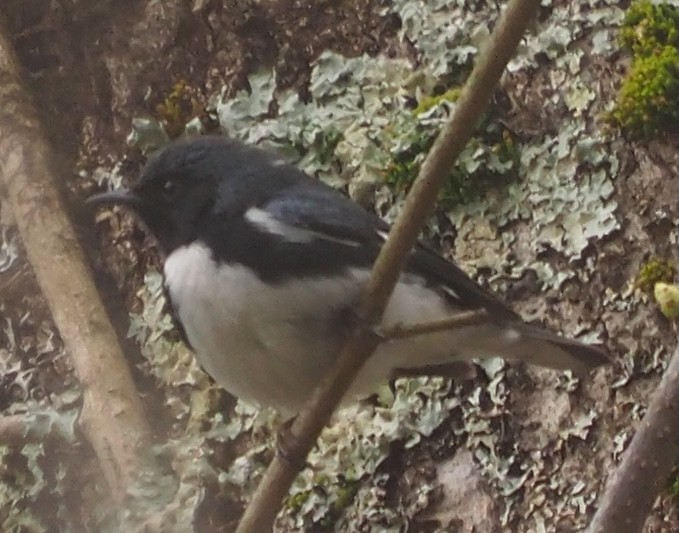 Black-throated Blue Warbler - ML618156865