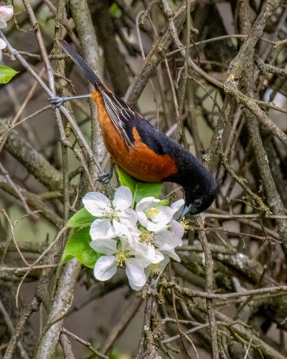 Orchard Oriole - ML618156883