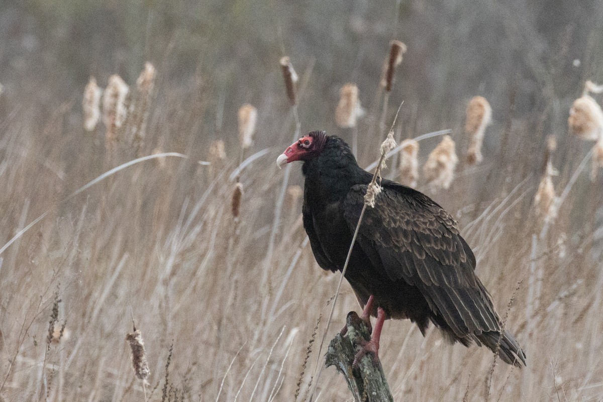 Turkey Vulture - Christine Mason