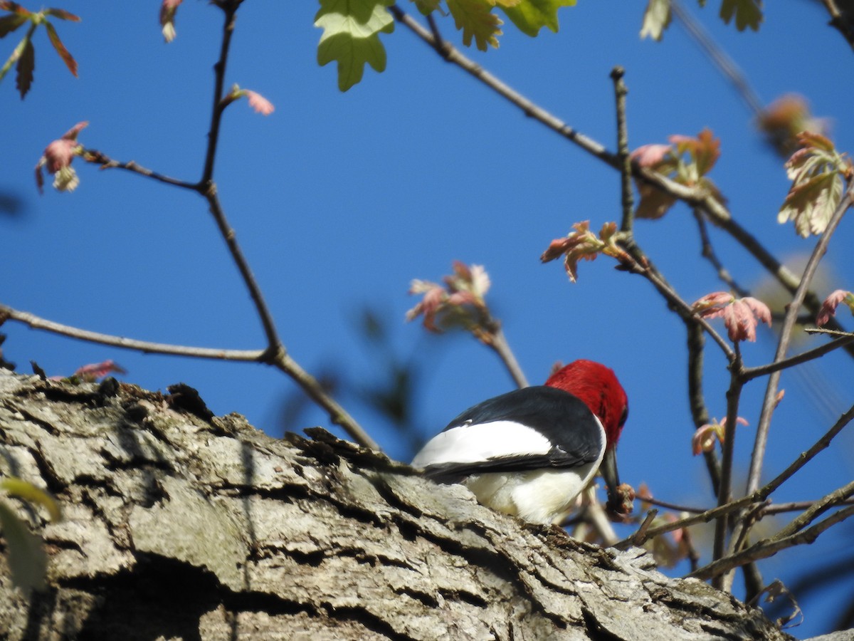 Red-headed Woodpecker - ML618156904