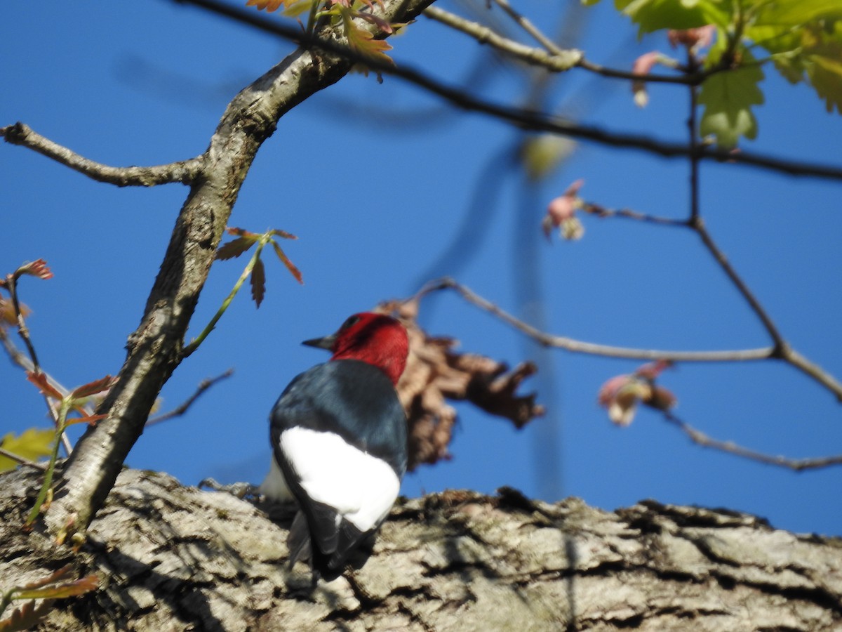 Red-headed Woodpecker - Kurt Schwarz