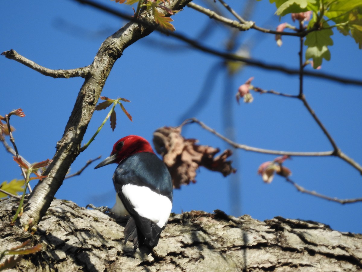 Red-headed Woodpecker - ML618156909