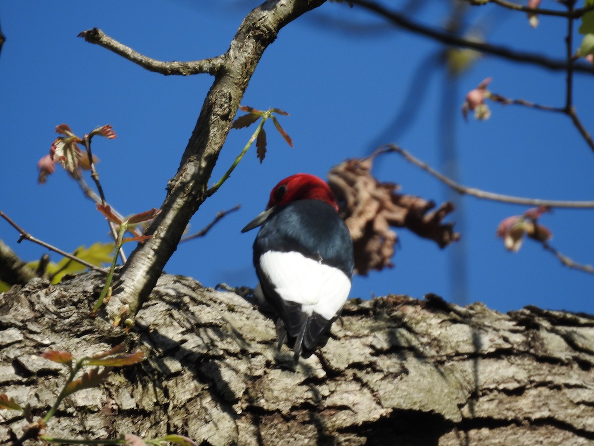 Red-headed Woodpecker - ML618156910