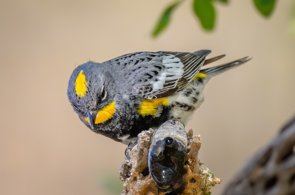 Yellow-rumped Warbler (Audubon's) - ML618156934