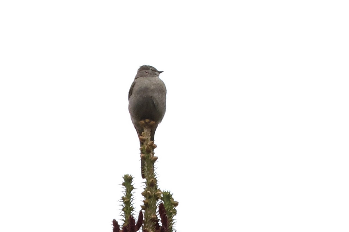 Townsend's Solitaire - ML618156939