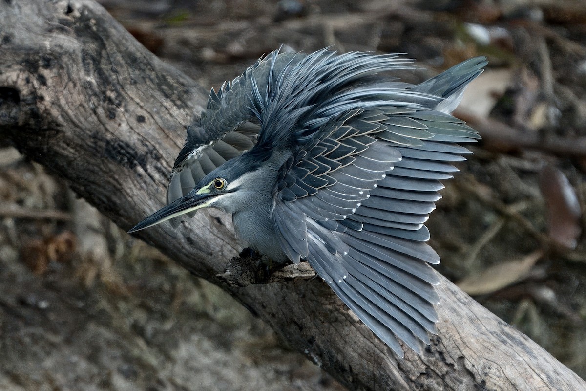 Striated Heron - John Russell