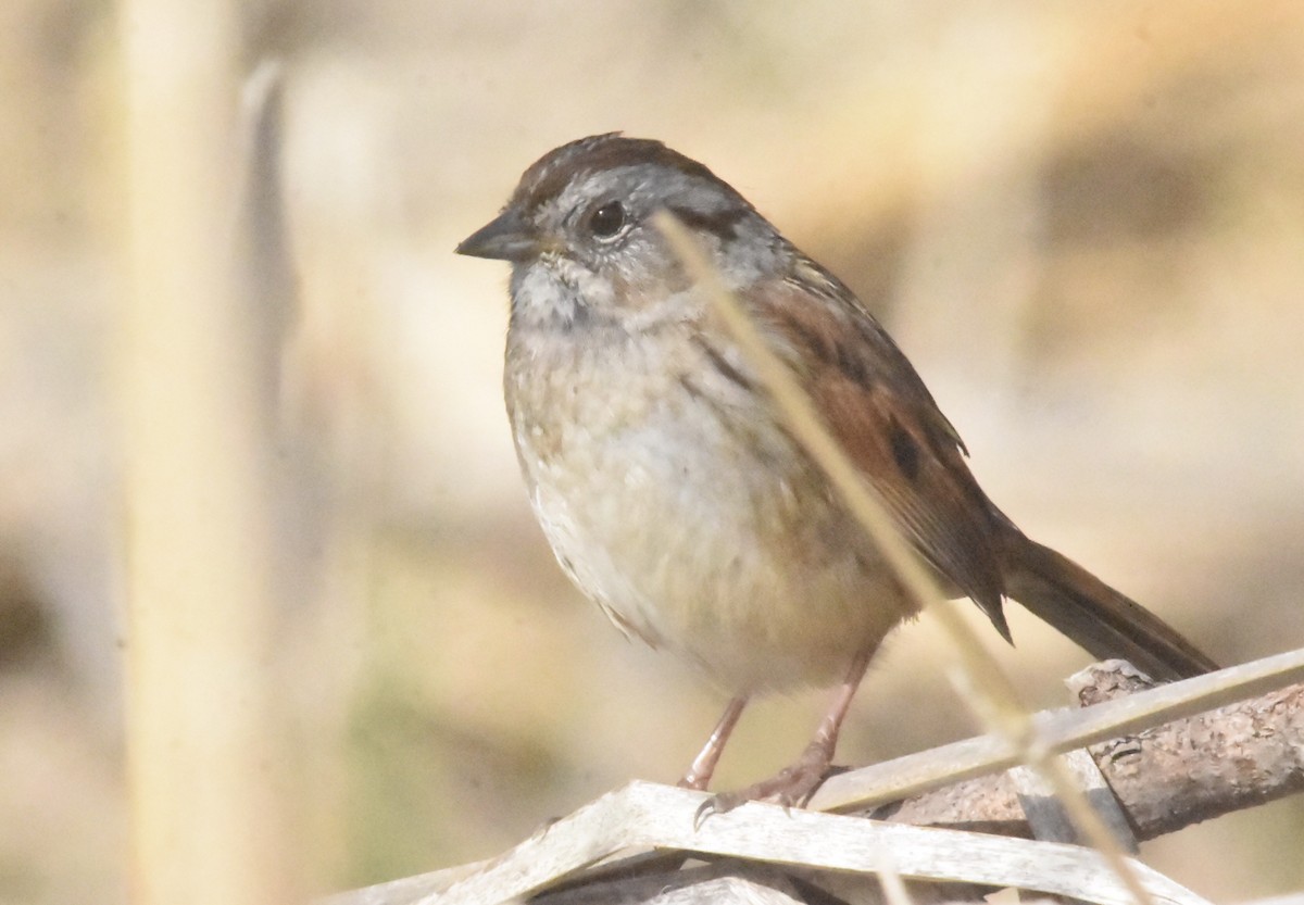 Swamp Sparrow - ML618156947