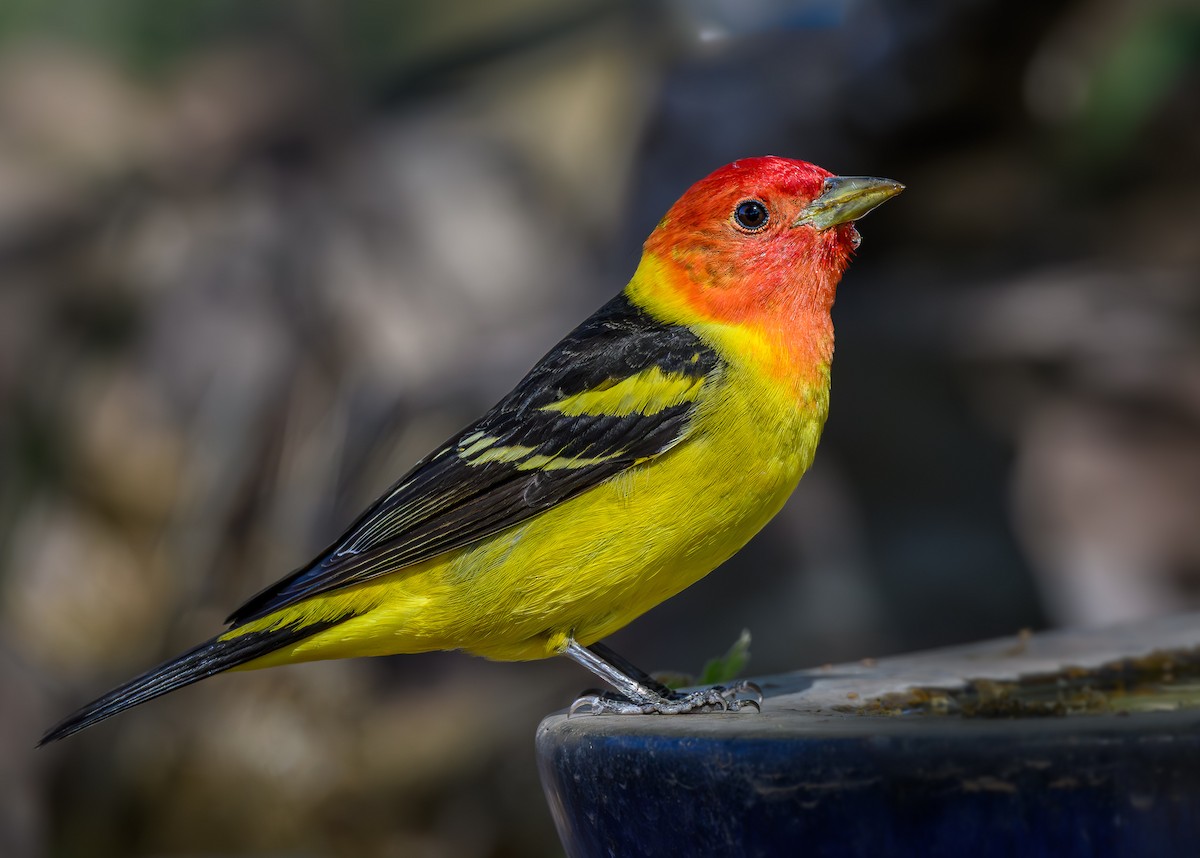 Western Tanager - Cecilia Riley