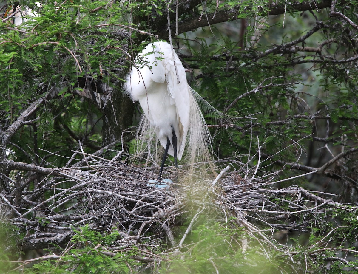 Большая белая цапля (egretta) - ML618157015