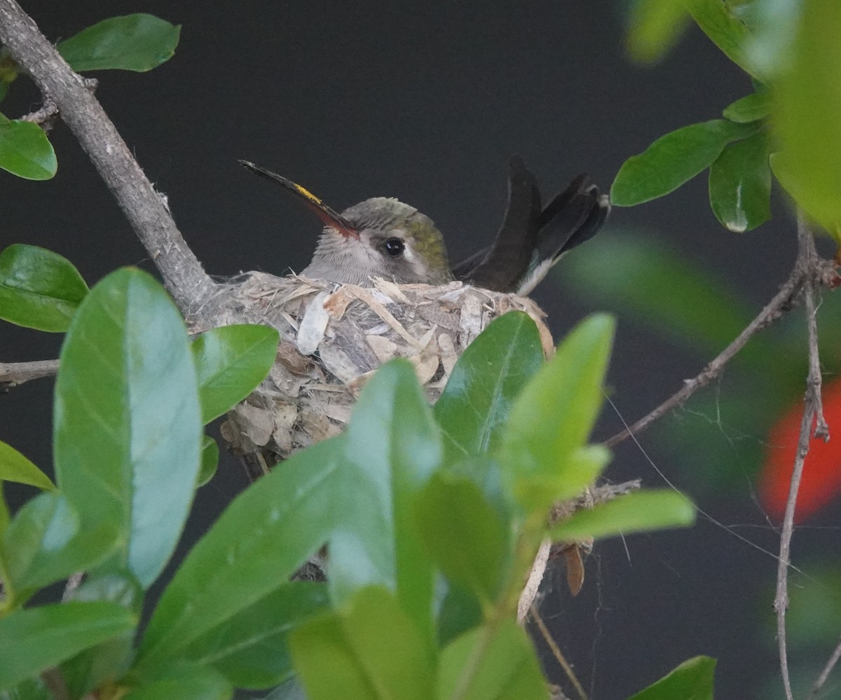 Broad-billed Hummingbird - ML618157072