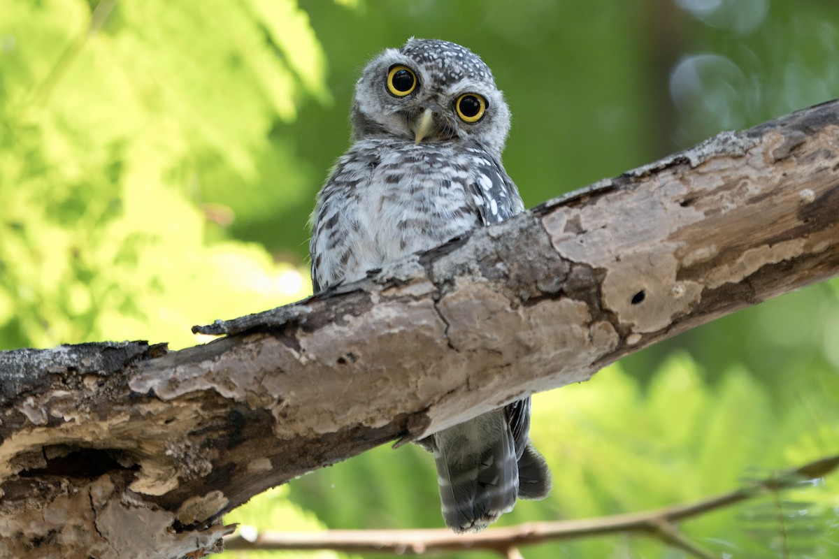 Spotted Owlet - John Russell