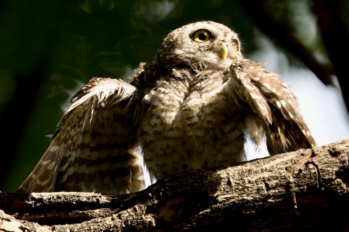 Spotted Owlet - ML618157098