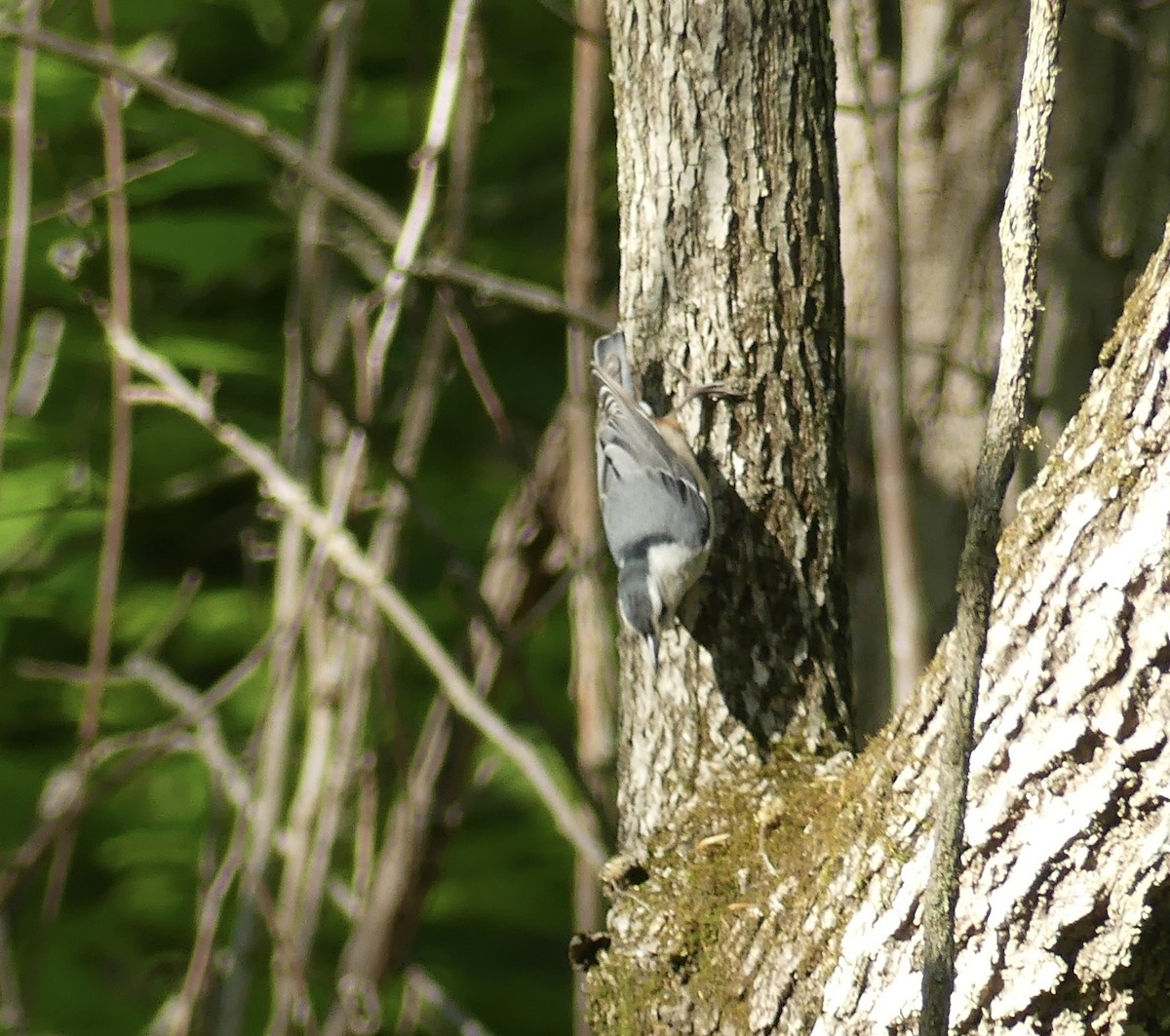 White-breasted Nuthatch - ML618157106