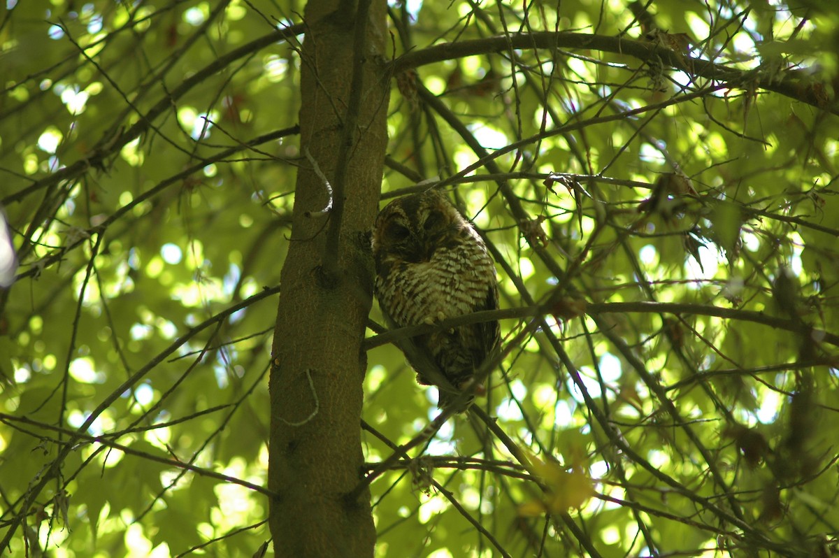 Rufous-banded Owl - ML618157115